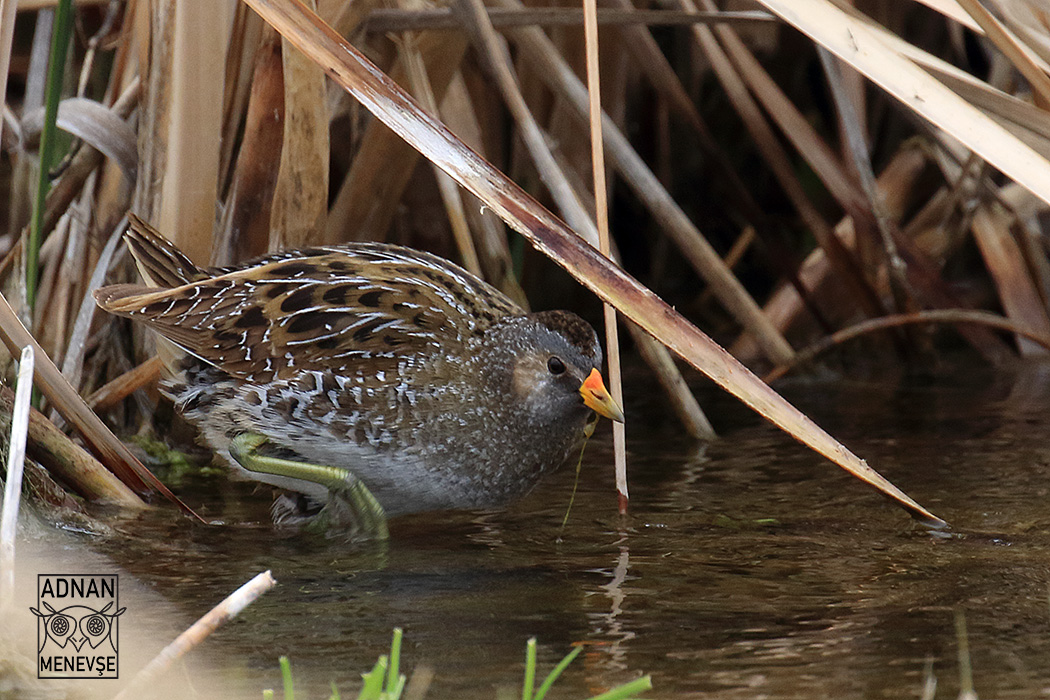 Spotted Crake
